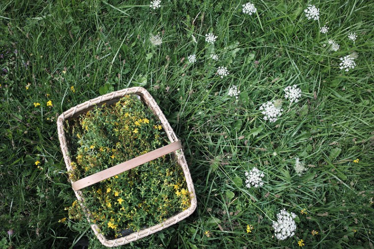 free verse st. johns wort harvest