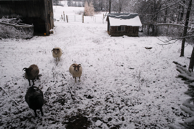 10980599756_62e86f4127_z