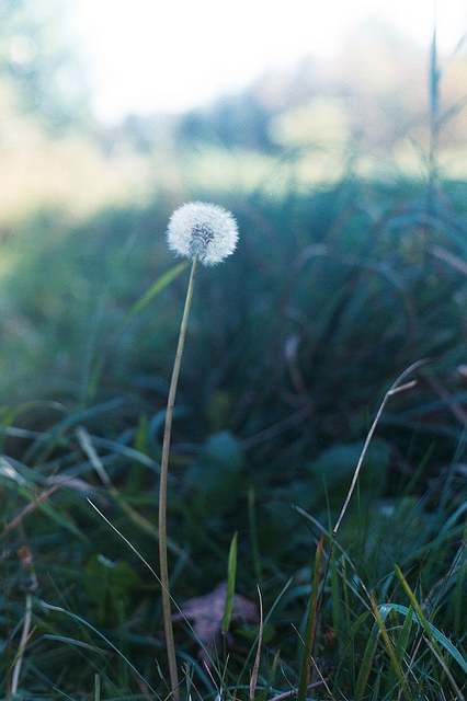 gossamer dandelion